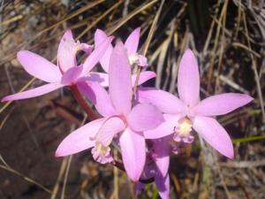 Cattleya angereri-rupestris