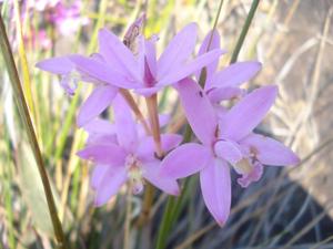 Cattleya angereri-rupestris
