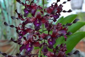 Dendrobium Otto I. Leidin