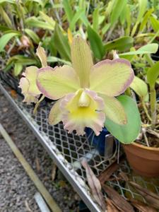 <i>Rhyncholaeliocattleya</i> Mem. Joe Lopez