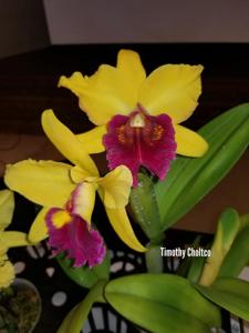 <i>Rhyncholaeliocattleya</i> Color Magic