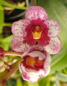 <i>Sarcochilus</i> Crimson Tide
