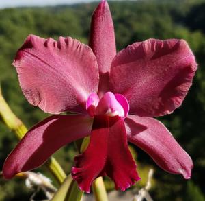 Rhyncholaeliocattleya Walden's Glen
