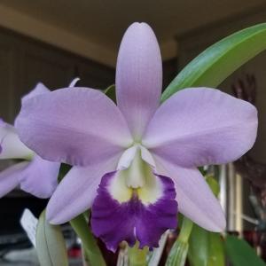 Cattlianthe Busy Bev