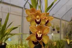 <i>Cymbidium</i> Emily Kate Dagan
