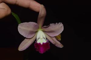 Cattleya Dr Raden Budiasih