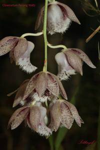 Clowesetum Penang Waltz