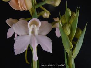 Pectabenaria Thai Dancer