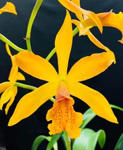 Warnerara Melida Demorizi