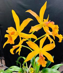 Warnerara Melida Demorizi