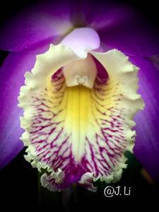 Cattleya Hester (1904)