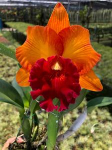 Rhyncholaeliocattleya Siam Delight