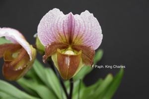<i>Paphiopedilum</i> King Charles