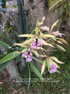 Myrmecavola Aruba's Spotted Beauty