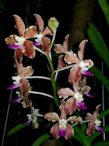 Vanda Loke-tessellata