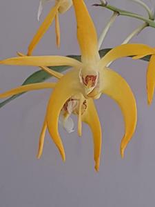 <i>Dendrobium</i> Yondi Topaz