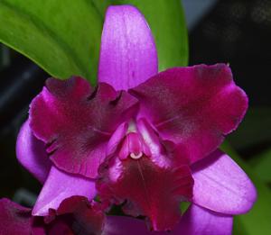 Cattlianthe Tristar Bouquet