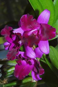Cattlianthe Tristar Bouquet