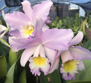 Cymbidium Puppy Love