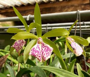 Brassocattleya Binosa