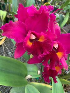 Rhyncholaeliocattleya Edisto