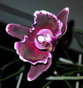 Phalaenopsis Summer Breath