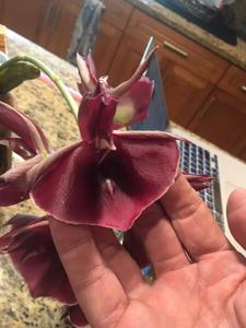 Catasetum Mark's Red Hermosa