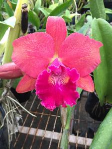 Rhyncholaeliocattleya Regal Red