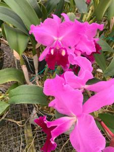 Cattleya Kismet Queen
