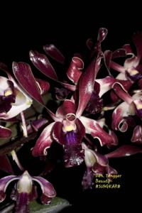 <i>Dendrobium</i> Tengger Beauty
