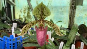 <i>Paphiopedilum</i> Graham Robertson