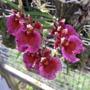 Tolumnia Jairak Firm