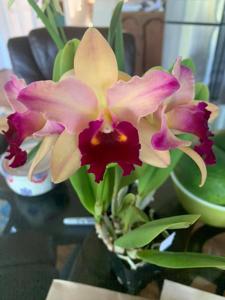 Rhyncholaeliocattleya Toshie's Magic