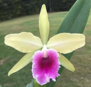 Cattleya Gaston Doin