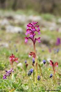 Anacamptis nicodemi nothosubsp. nicodemi