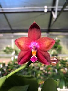 <i>Phalaenopsis</i> Pylo's Coloration