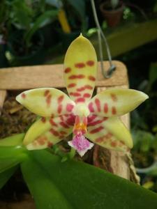 <i>Phalaenopsis</i> Asendorf Hellhound
