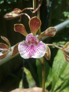 Encyclia gracilis