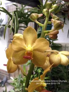 <i>Vandachostylis</i> Genevieve Antono