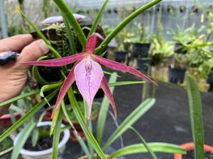 <i>Brassocattleya</i> Gulfshore's Beauty-cucullata