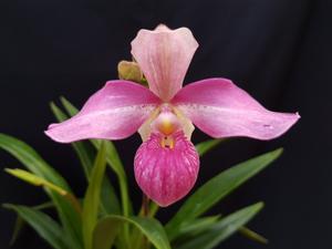 Phragmipedium Eumelia Arias