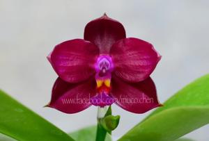 <i>Phalaenopsis</i> Lyndon Coral Bear