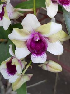 Dendrobium Baby Happy Holidays
