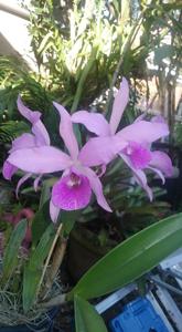 <i>Brassanthe</i> Lovely In Lavender