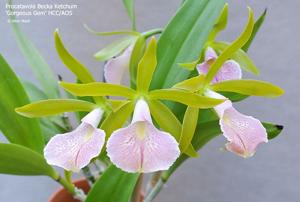 <i>Procatavola</i> Becka Ketchum