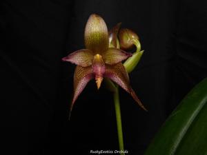 Bulbophyllum Jo Davis