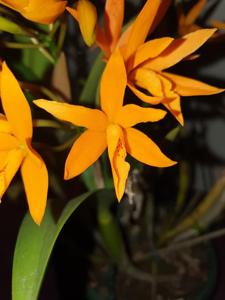 Cattlianthe Chit Chat