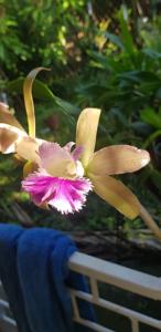 <i>Rhyncholaeliocattleya</i> Alexandra Elisabeth