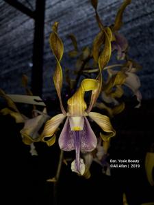 Dendrobium Yosie Beauty