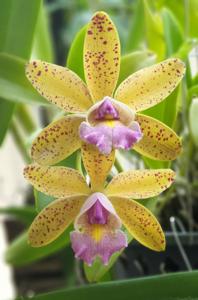 Cattleya Quinquecolor